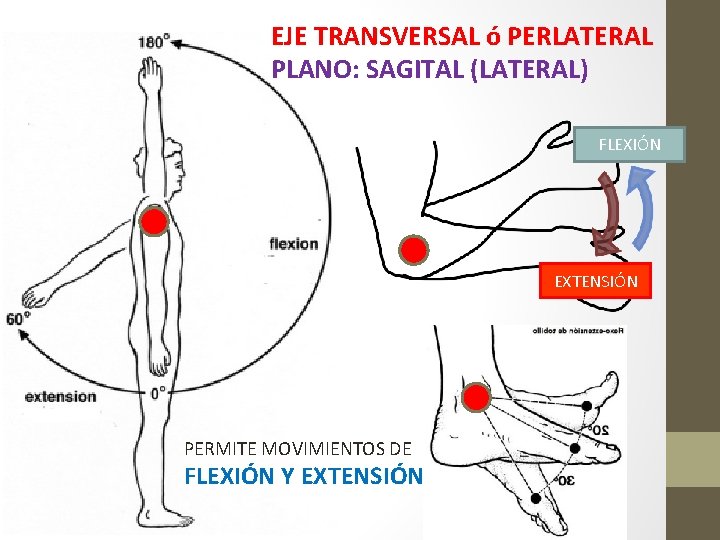 EJE TRANSVERSAL ó PERLATERAL PLANO: SAGITAL (LATERAL) FLEXIÓN EXTENSIÓN PERMITE MOVIMIENTOS DE FLEXIÓN Y EJE TRANSVERSAL ó PERLATERAL PLANO: SAGITAL (LATERAL) FLEXIÓN EXTENSIÓN PERMITE MOVIMIENTOS DE FLEXIÓN Y