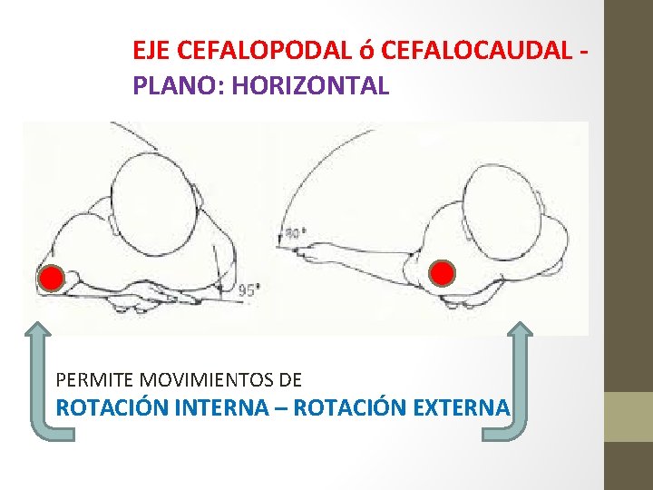 EJE CEFALOPODAL ó CEFALOCAUDAL PLANO: HORIZONTAL PERMITE MOVIMIENTOS DE ROTACIÓN INTERNA – ROTACIÓN EXTERNA EJE CEFALOPODAL ó CEFALOCAUDAL PLANO: HORIZONTAL PERMITE MOVIMIENTOS DE ROTACIÓN INTERNA – ROTACIÓN EXTERNA