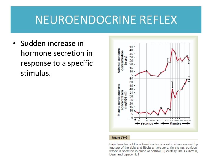 NEUROENDOCRINE REFLEX • Sudden increase in hormone secretion in response to a specific stimulus.