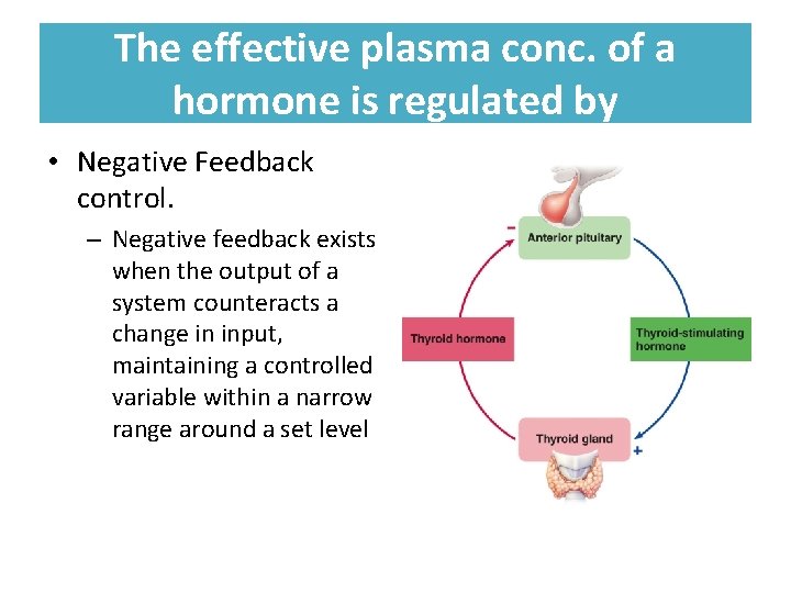 The effective plasma conc. of a hormone is regulated by • Negative Feedback control.