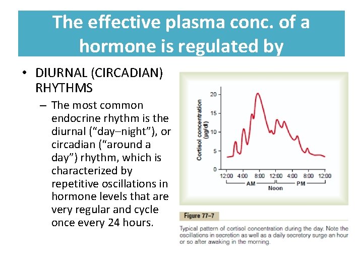 The effective plasma conc. of a hormone is regulated by • DIURNAL (CIRCADIAN) RHYTHMS