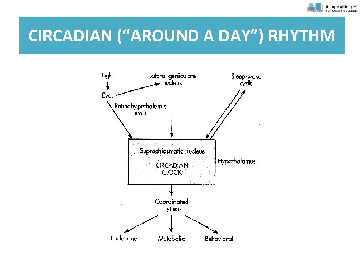 CIRCADIAN (“AROUND A DAY”) RHYTHM 