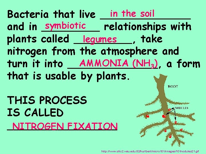 in the soil Bacteria that live _______ symbiotic and in _____ relationships with legumes