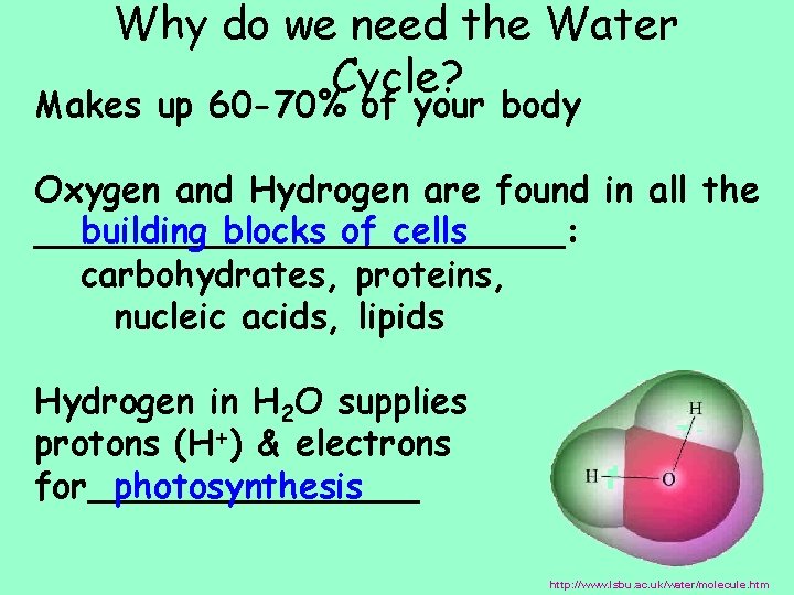 Why do we need the Water Cycle? Makes up 60 -70% of your body