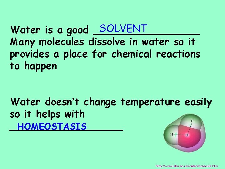 SOLVENT Water is a good _________ Many molecules dissolve in water so it provides