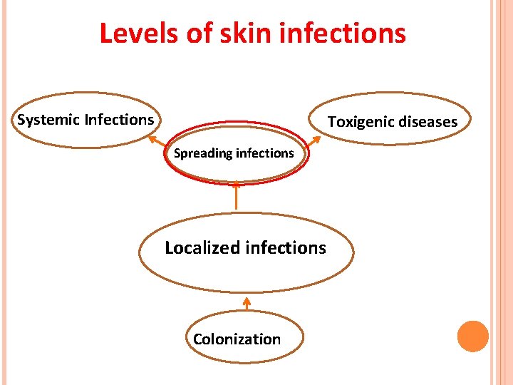 Levels of skin infections Systemic Infections Toxigenic diseases Spreading infections Localized infections Colonization  Levels of skin infections Systemic Infections Toxigenic diseases Spreading infections Localized infections Colonization