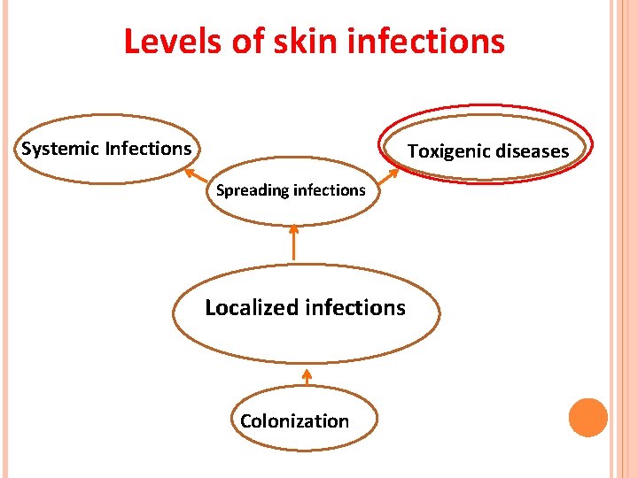 Levels of skin infections Systemic Infections Toxigenic diseases Spreading infections Localized infections Colonization  Levels of skin infections Systemic Infections Toxigenic diseases Spreading infections Localized infections Colonization