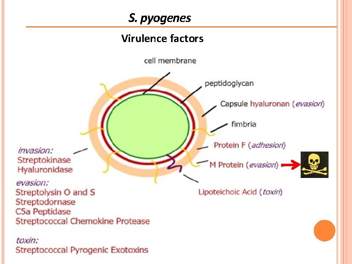 S. pyogenes Virulence factors  S. pyogenes Virulence factors