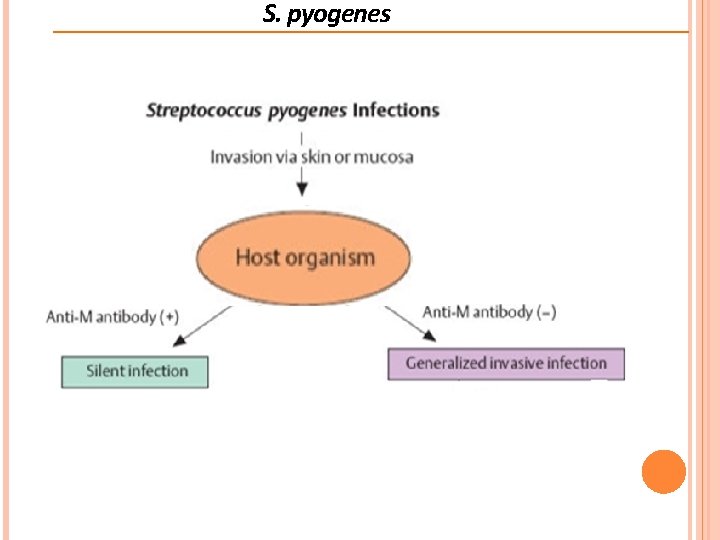 S. pyogenes  S. pyogenes