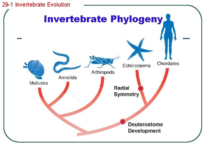 29 -1 Invertebrate Evolution Invertebrate Phylogeny 