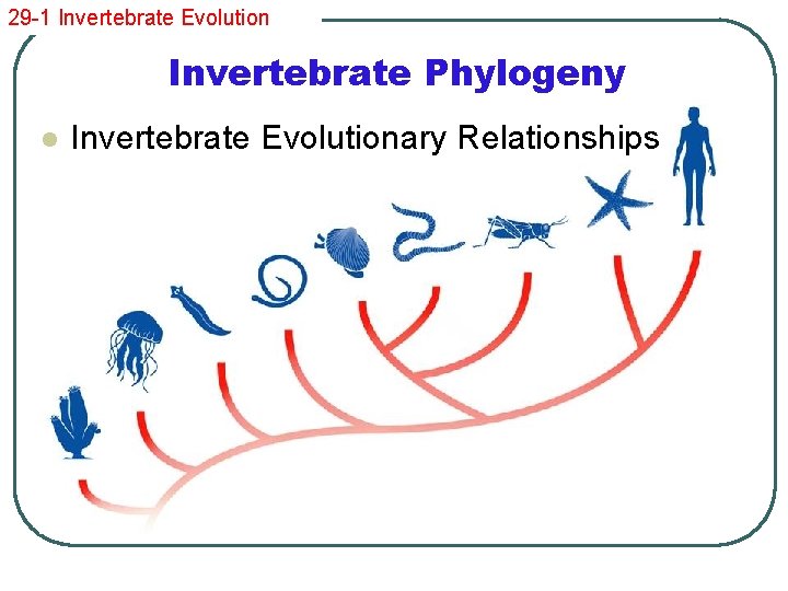 29 -1 Invertebrate Evolution Invertebrate Phylogeny l Invertebrate Evolutionary Relationships 