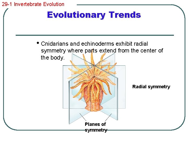 29 -1 Invertebrate Evolutionary Trends • Cnidarians and echinoderms exhibit radial symmetry where parts