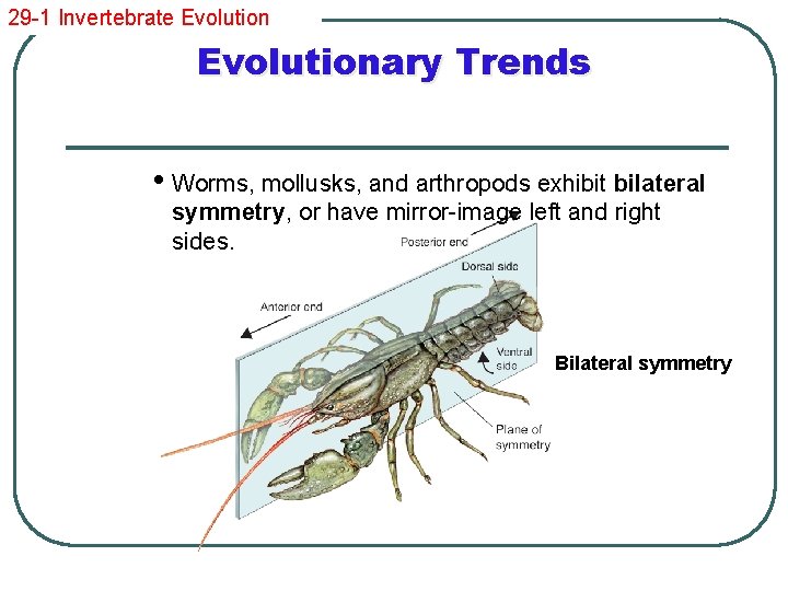 29 -1 Invertebrate Evolutionary Trends • Worms, mollusks, and arthropods exhibit bilateral symmetry, or