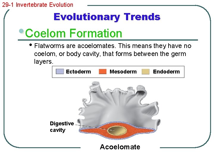 29 -1 Invertebrate Evolutionary Trends • Coelom Formation • Flatworms are acoelomates. This means