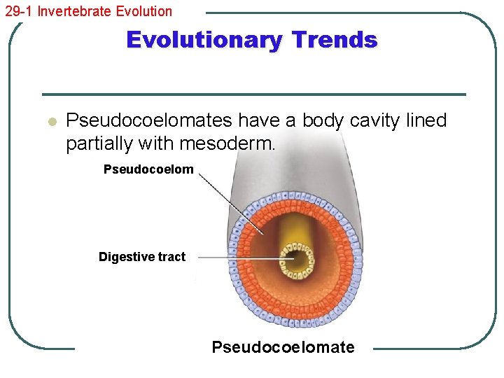 29 -1 Invertebrate Evolutionary Trends l Pseudocoelomates have a body cavity lined partially with
