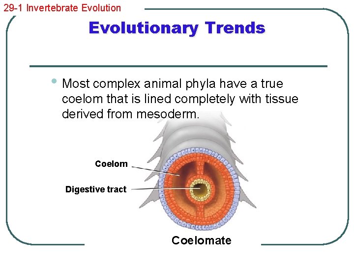 29 -1 Invertebrate Evolutionary Trends • Most complex animal phyla have a true coelom