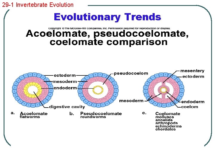 29 -1 Invertebrate Evolutionary Trends 
