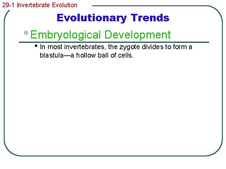 29 -1 Invertebrate Evolutionary Trends • Embryological Development • In most invertebrates, the zygote