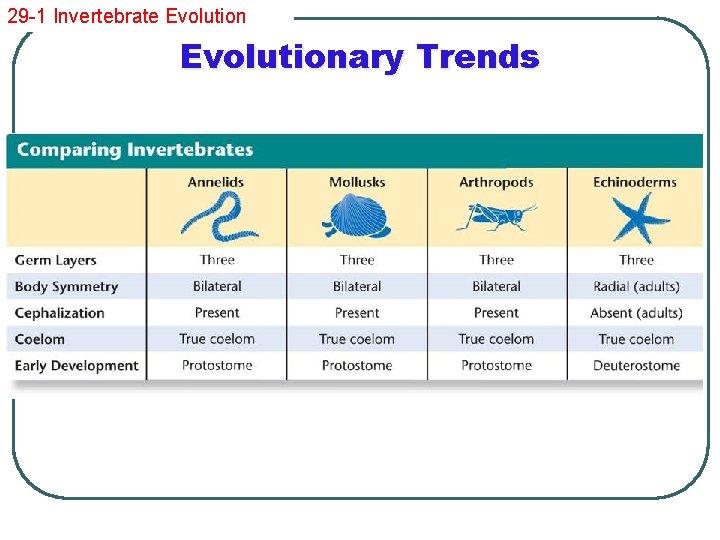 29 -1 Invertebrate Evolutionary Trends 