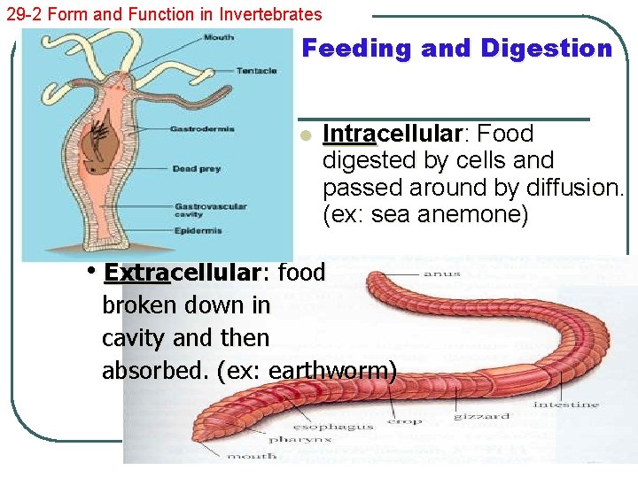 29 -2 Form and Function in Invertebrates Feeding and Digestion l Intracellular: Food digested