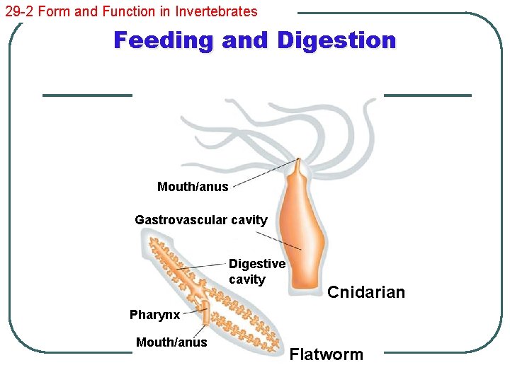 29 -2 Form and Function in Invertebrates Feeding and Digestion Mouth/anus Gastrovascular cavity Digestive