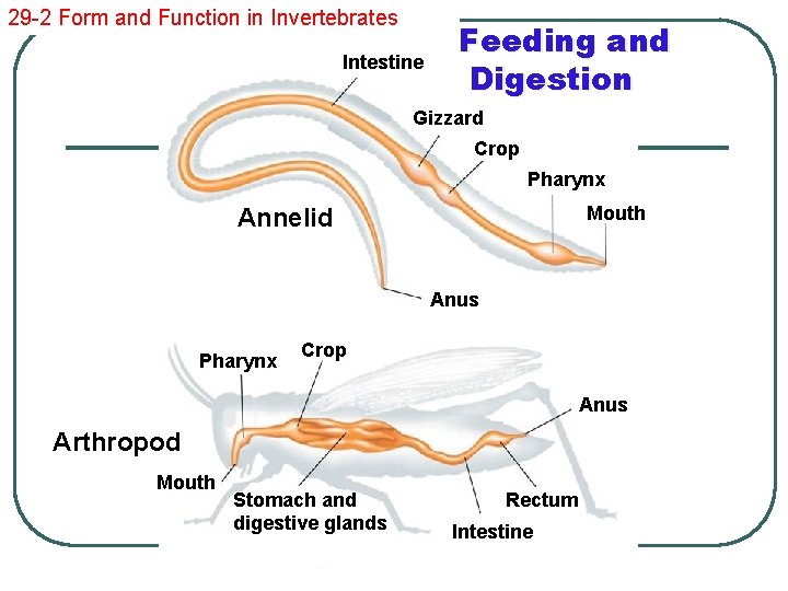 29 -2 Form and Function in Invertebrates Intestine Feeding and Digestion Gizzard Crop Pharynx