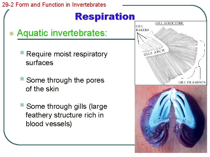 29 -2 Form and Function in Invertebrates Respiration l Aquatic invertebrates: § Require moist