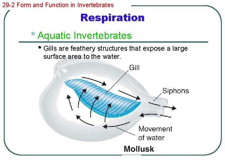 29 -2 Form and Function in Invertebrates Respiration • Aquatic Invertebrates • Gills are