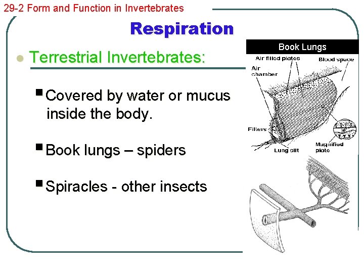 29 -2 Form and Function in Invertebrates Respiration l Terrestrial Invertebrates: Book Lungs §