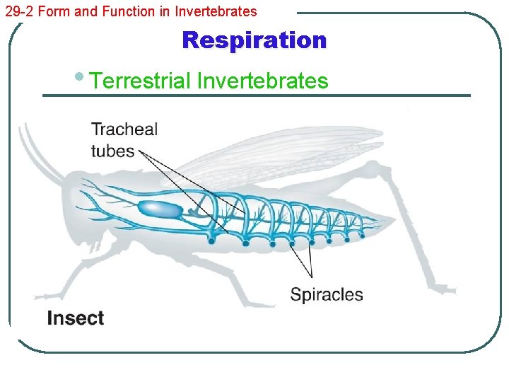 29 -2 Form and Function in Invertebrates Respiration • Terrestrial Invertebrates l Grasshoppers and