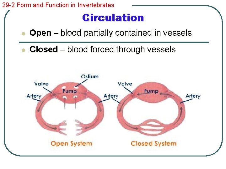 29 -2 Form and Function in Invertebrates Circulation l Open – blood partially contained