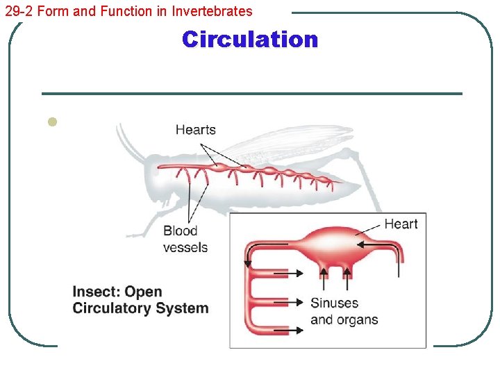 29 -2 Form and Function in Invertebrates Circulation l Open circulatory systems are characteristic