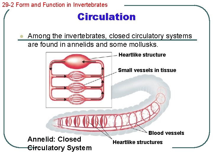 29 -2 Form and Function in Invertebrates Circulation l Among the invertebrates, closed circulatory