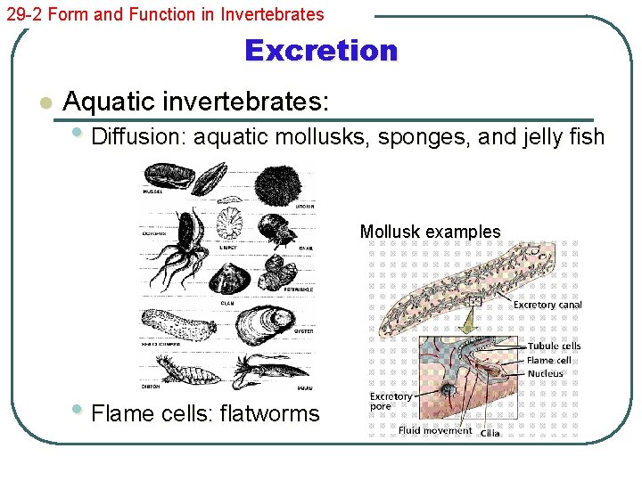 29 -2 Form and Function in Invertebrates Excretion l Aquatic invertebrates: • Diffusion: aquatic