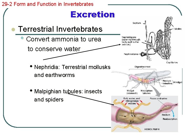 29 -2 Form and Function in Invertebrates Excretion l Terrestrial Invertebrates • Convert ammonia