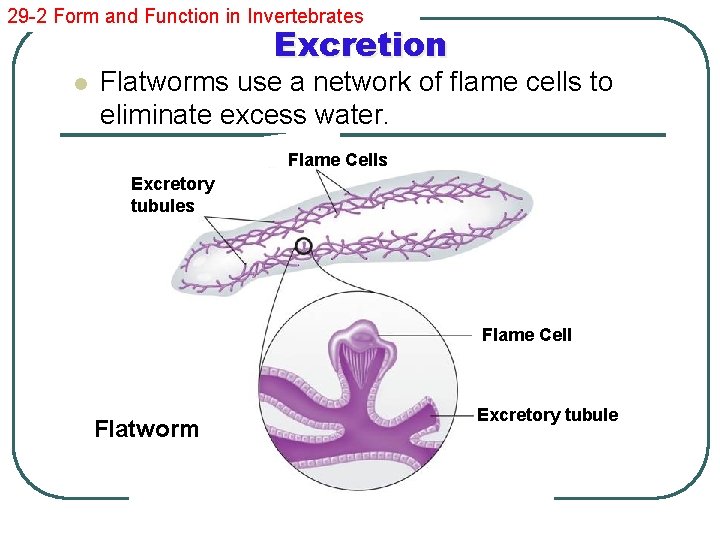 29 -2 Form and Function in Invertebrates Excretion l Flatworms use a network of