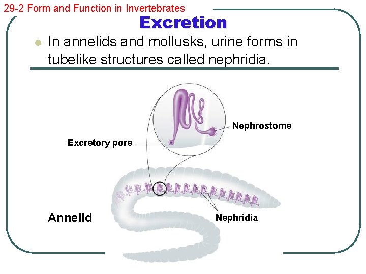 29 -2 Form and Function in Invertebrates Excretion l In annelids and mollusks, urine