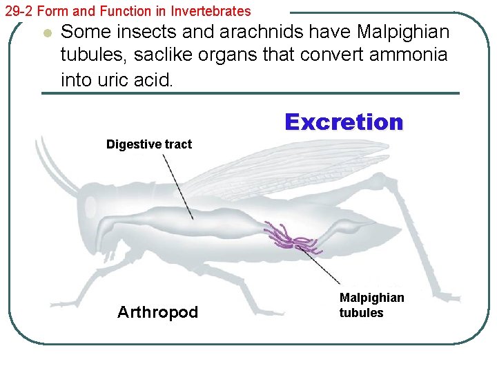 29 -2 Form and Function in Invertebrates l Some insects and arachnids have Malpighian