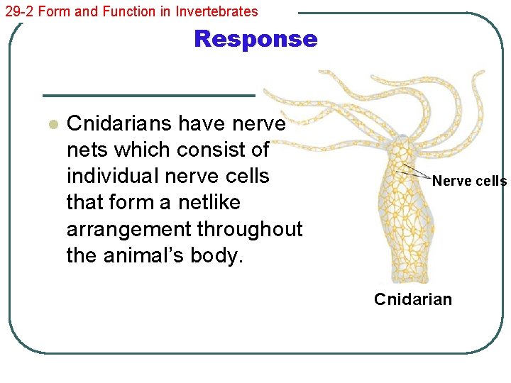 29 -2 Form and Function in Invertebrates Response l Cnidarians have nerve nets which