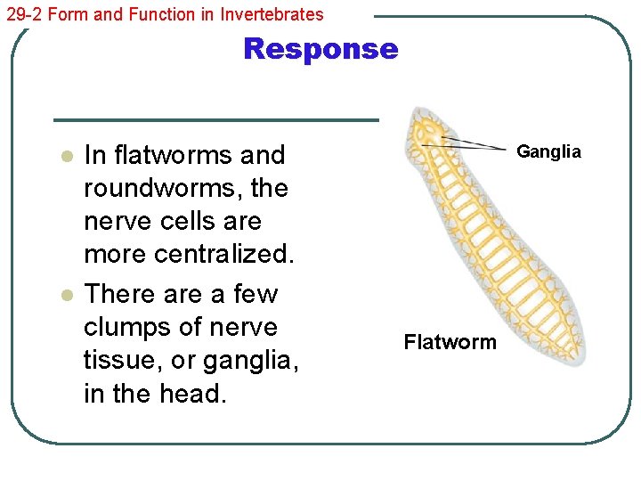29 -2 Form and Function in Invertebrates Response l l In flatworms and roundworms,