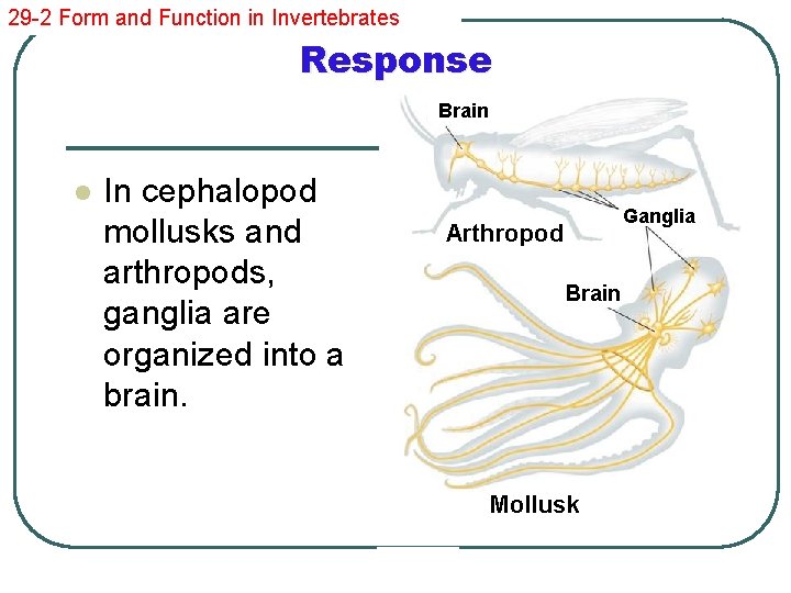 29 -2 Form and Function in Invertebrates Response Brain l In cephalopod mollusks and