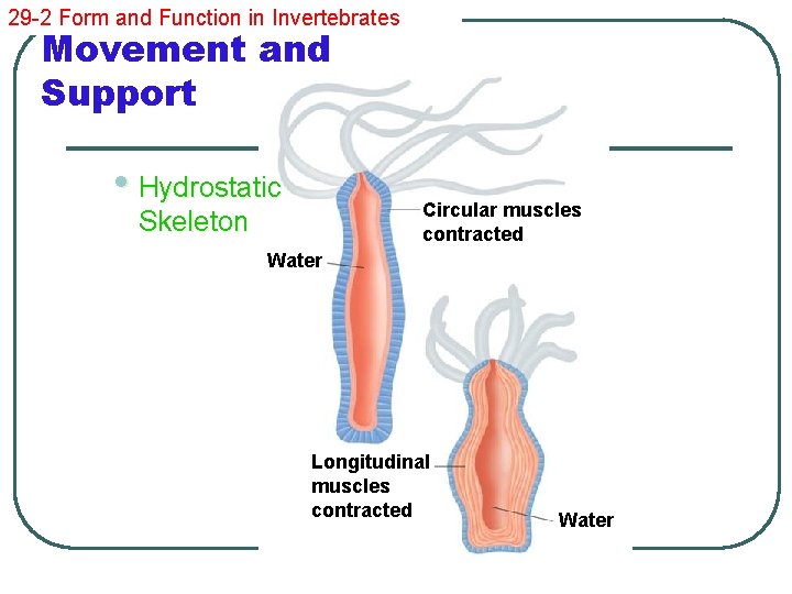 29 -2 Form and Function in Invertebrates Movement and Support • Hydrostatic Circular muscles