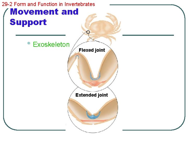 29 -2 Form and Function in Invertebrates Movement and Support • Exoskeleton Flexed joint