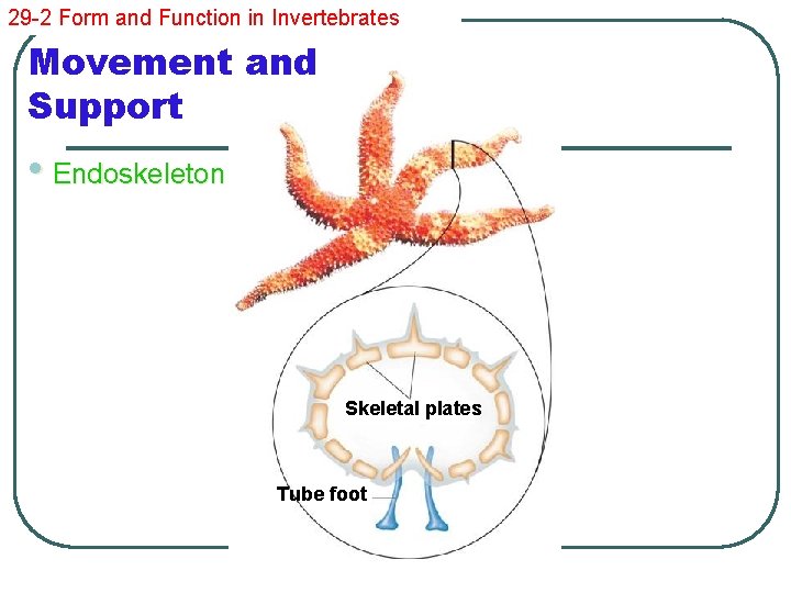 29 -2 Form and Function in Invertebrates Movement and Support • Endoskeleton Skeletal plates