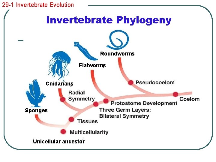 29 -1 Invertebrate Evolution Invertebrate Phylogeny Roundworms Flatworms Cnidarians Sponges Unicellular ancestor 