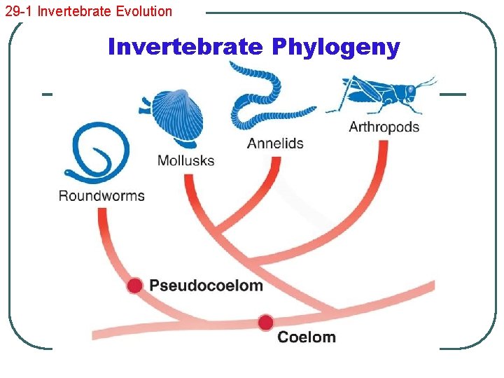 29 -1 Invertebrate Evolution Invertebrate Phylogeny 