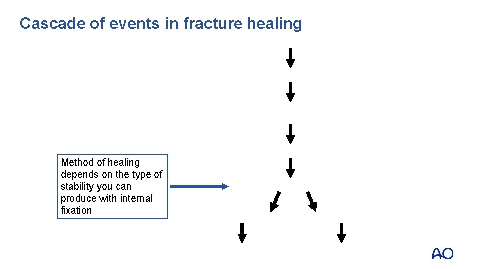 Cascade of events in fracture healing Method of healing depends on the type of