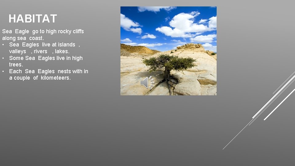 HABITAT Sea Eagle go to high rocky cliffs along sea coast. • Sea Eagles