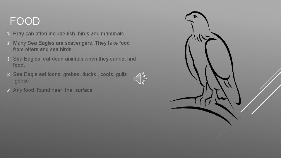 FOOD Pray can often include fish, birds and mammals Many Sea Eagles are scavengers.