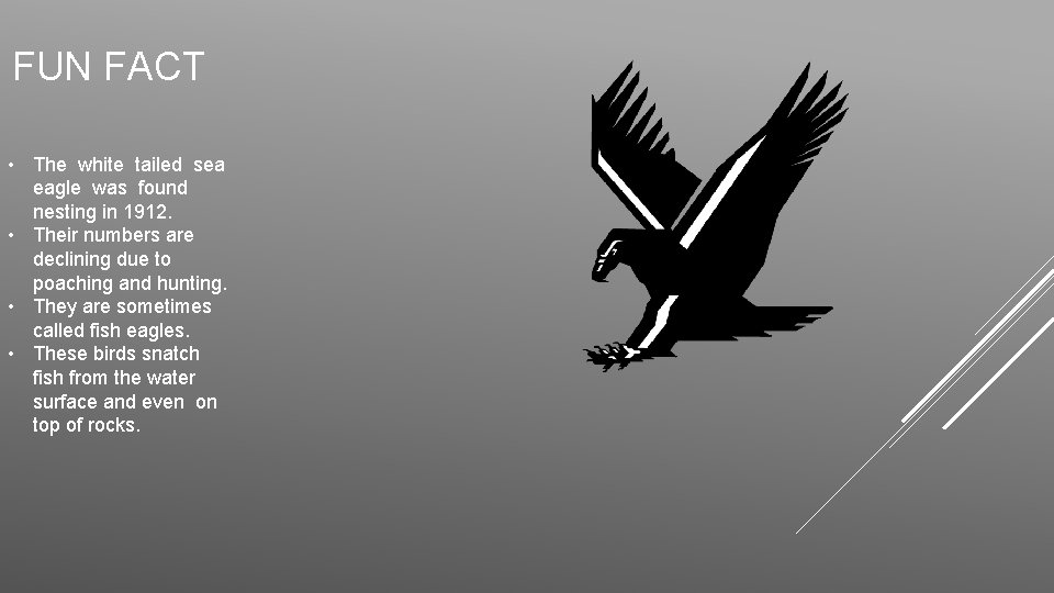 FUN FACT • The white tailed sea eagle was found nesting in 1912. •